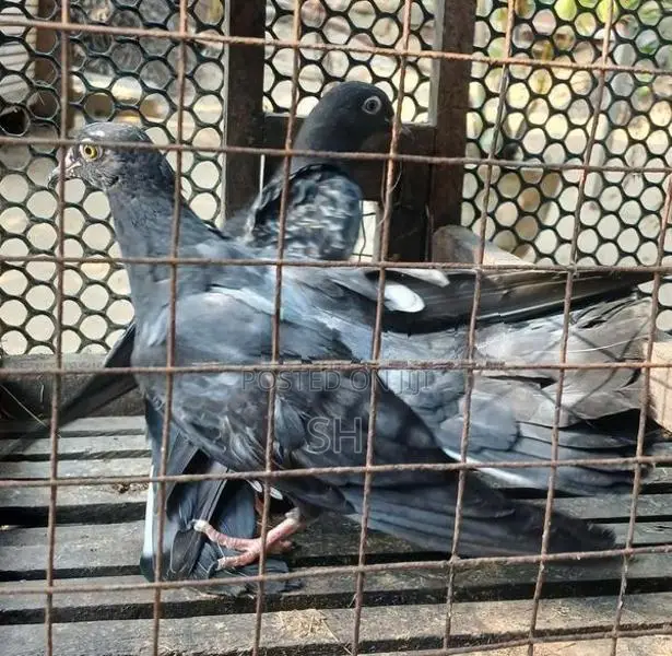 Pigeon