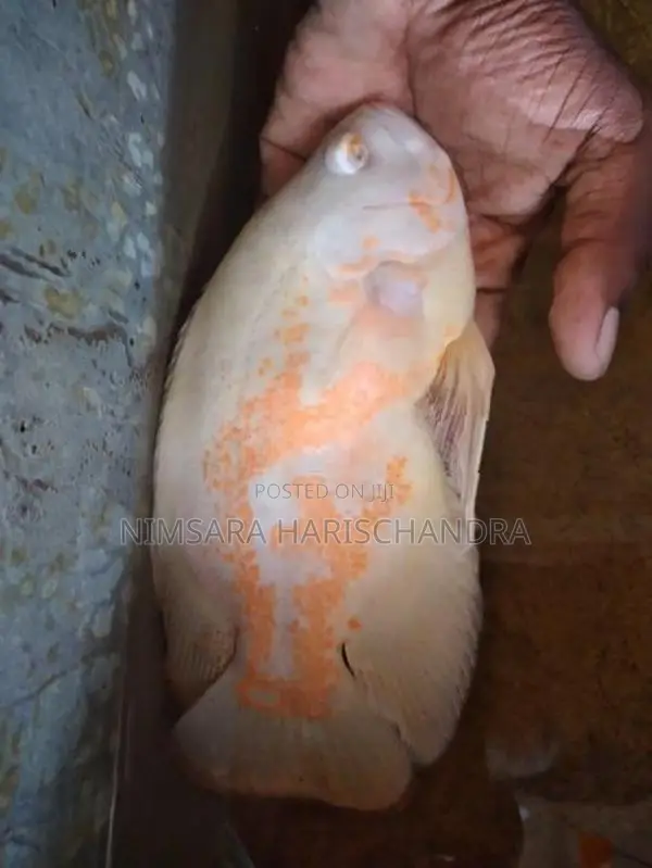 Oscar Fish