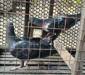 Pigeon