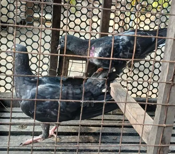 Pigeon