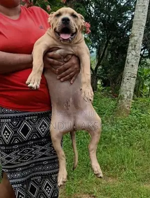 Amarican bully