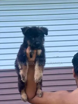 German Shepherd Puppies