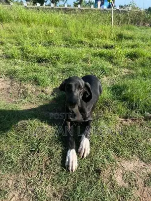 Dog - Great Dane