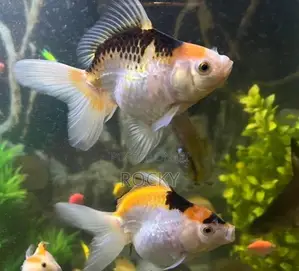 Fancy Goldfish