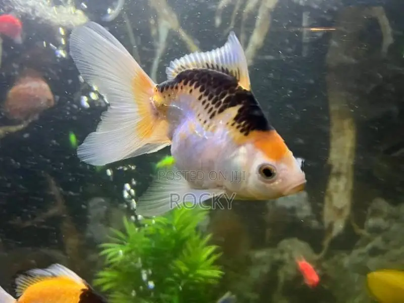 Fancy Goldfish