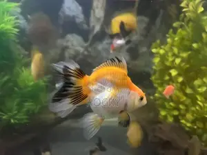 Fancy Goldfish