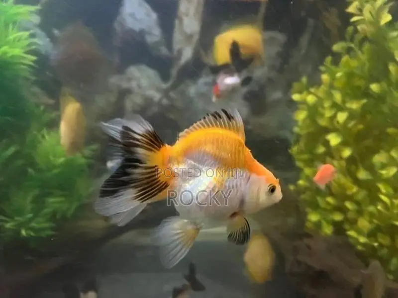 Fancy Goldfish