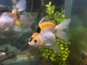 Fancy Goldfish