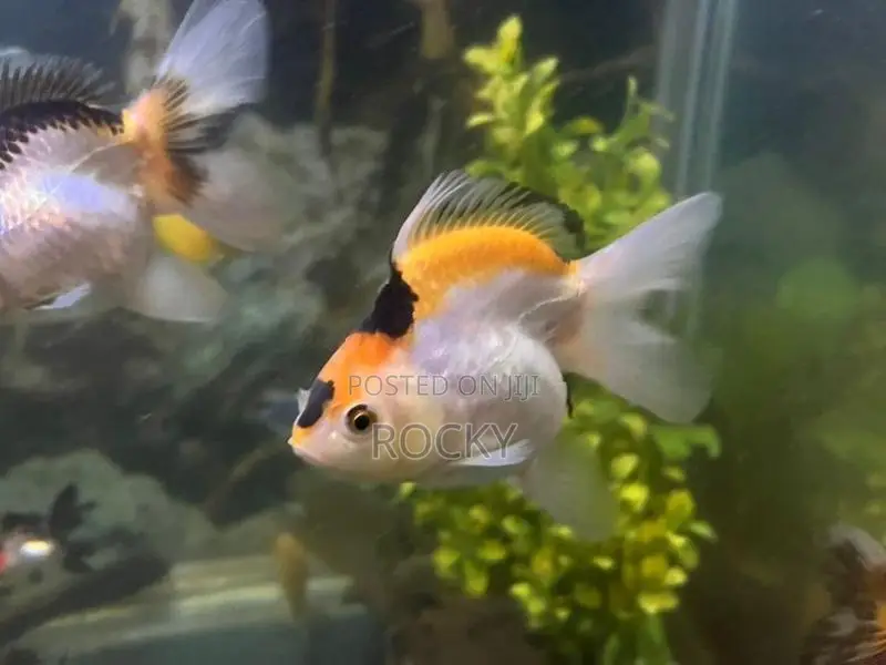 Fancy Goldfish