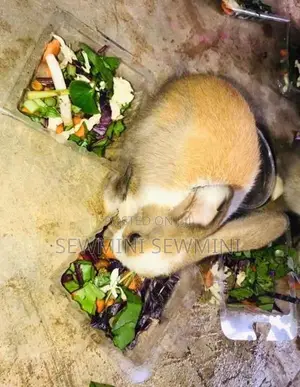 මාස 7ක ලොකු හාවියක්