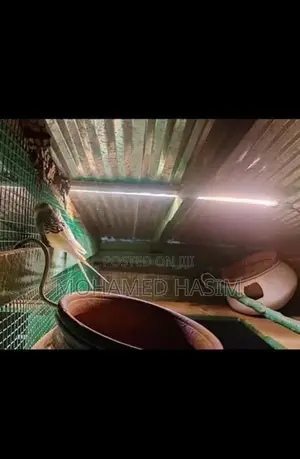 Long Bird Cage