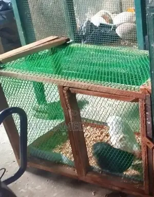 Chicken Cage