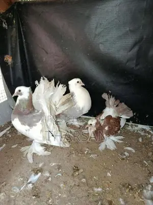 Fantil Pigeon