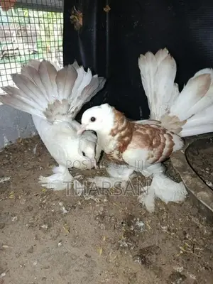 Fantil Pigeon