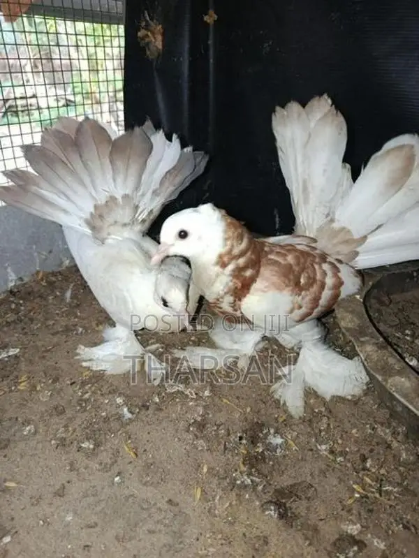 Fantil Pigeon