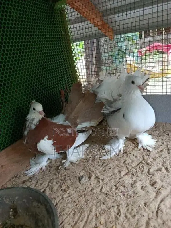 Fantil Pigeon