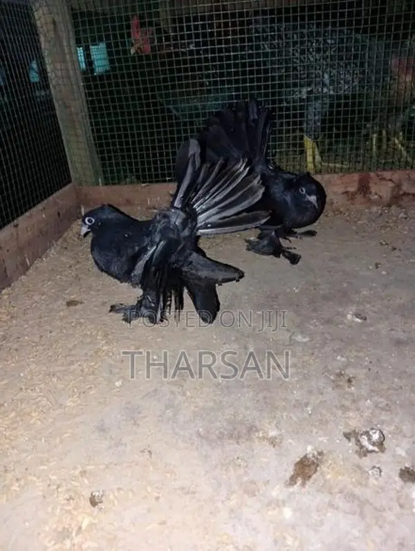Fantil Pigeon