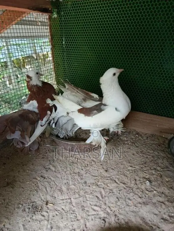 Fantil Pigeon