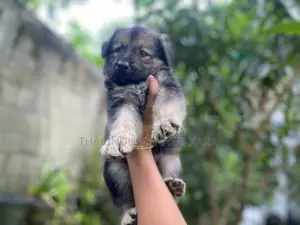 Germansheprd Puppy
