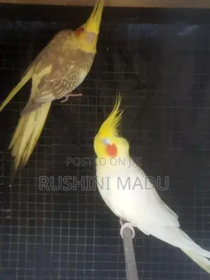 Cockatiel Bird