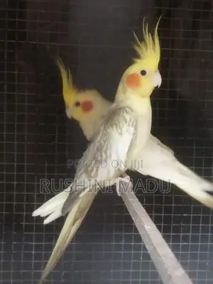 Cockatiel Bird
