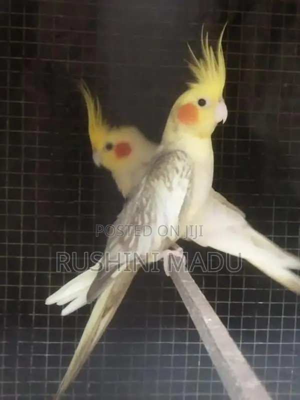 Cockatiel Bird