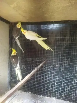 Cockatiel Bird