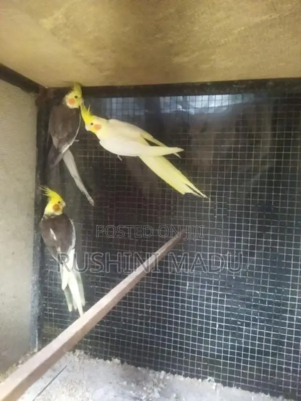 Cockatiel Bird