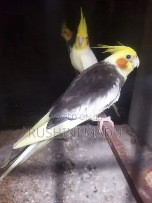 Cockatiel Bird