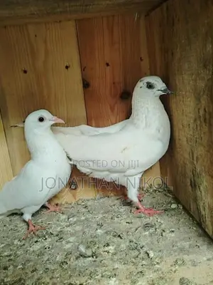 Pigeon