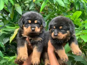 Rottweiler Puppies