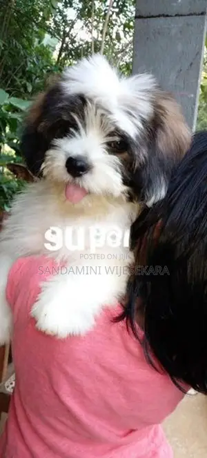 Shihtzu Puppies