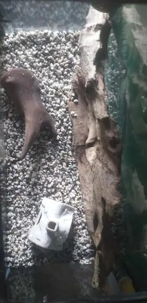 fish tank