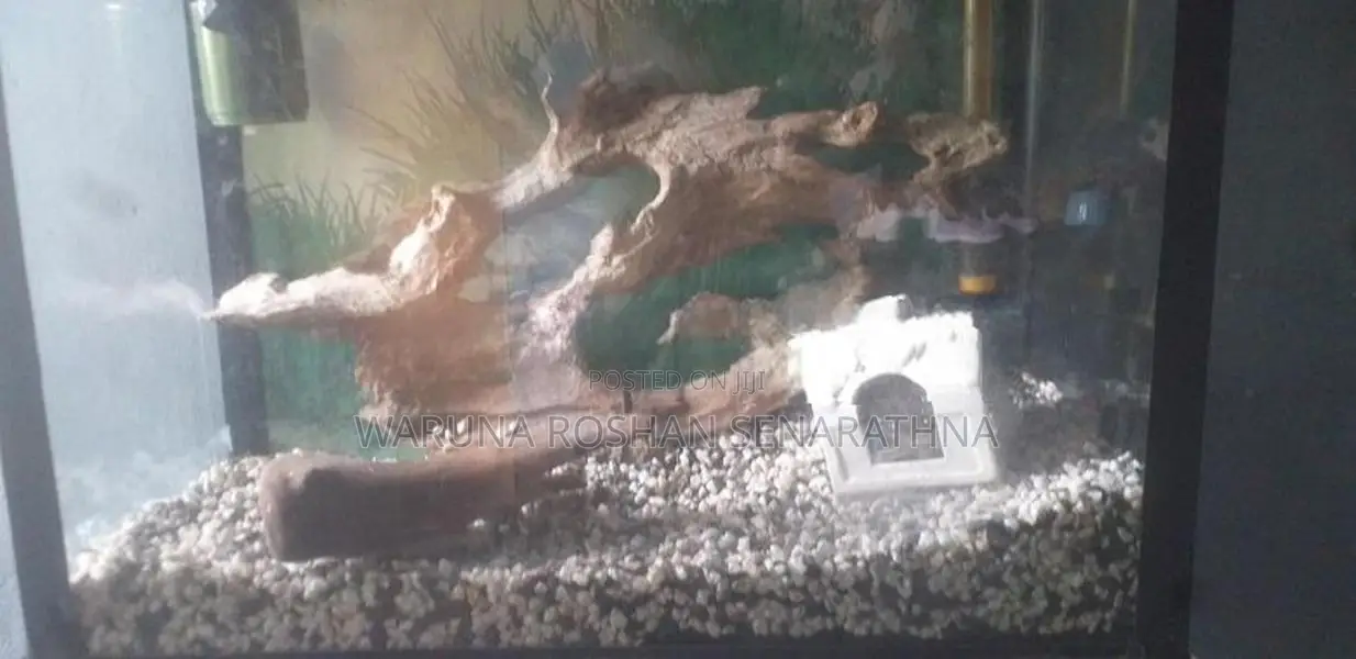 fish tank
