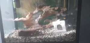 fish tank