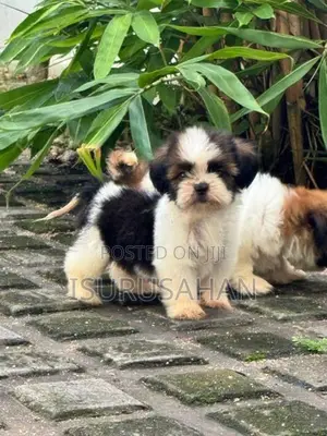shih tzu