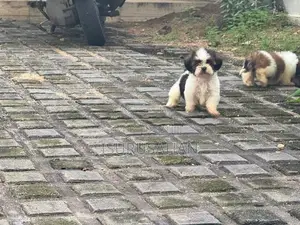shih tzu
