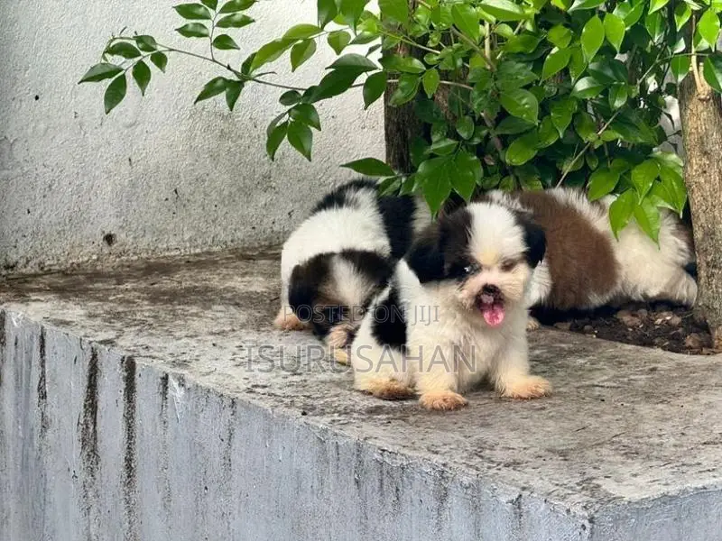 shih tzu