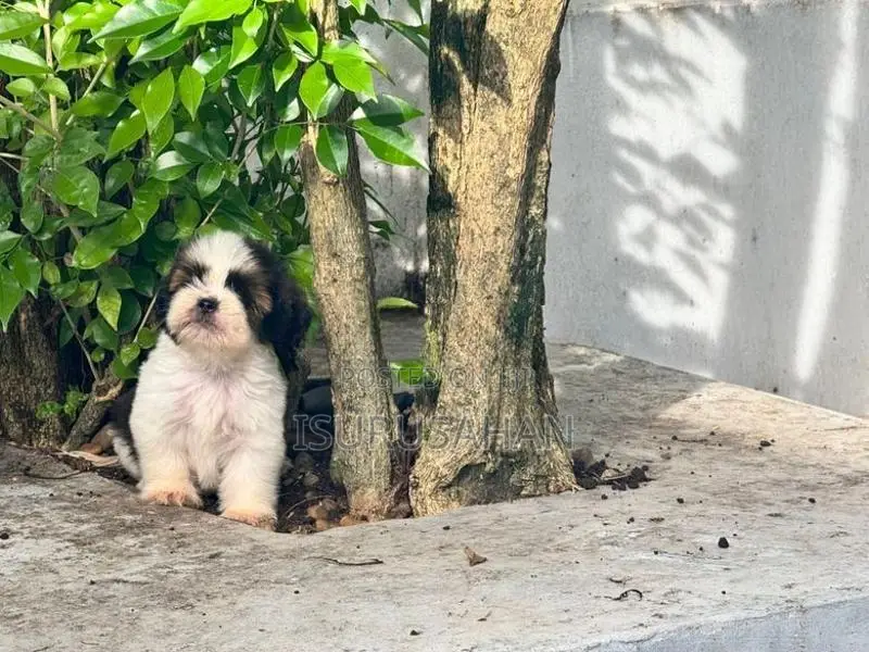 shih tzu