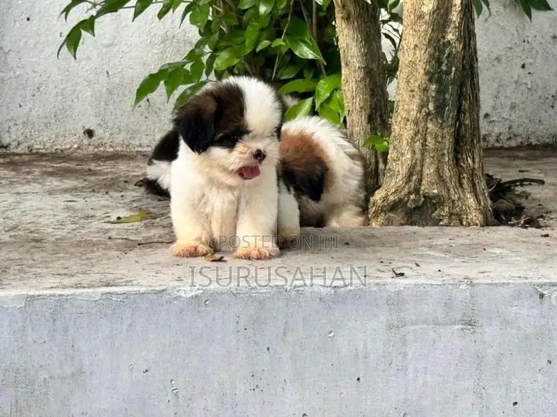shih tzu