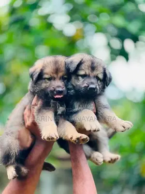 German Shepherd Dog