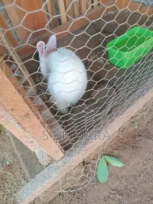Rabbit