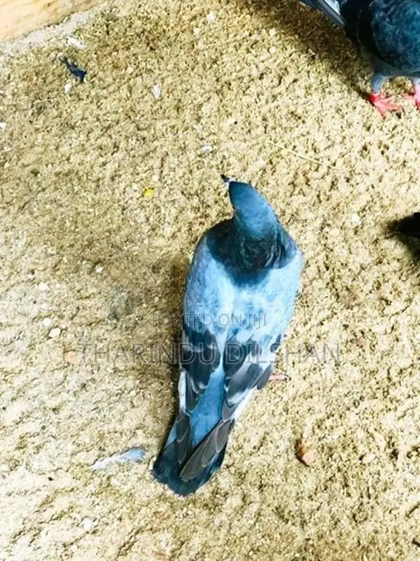 Pigeon