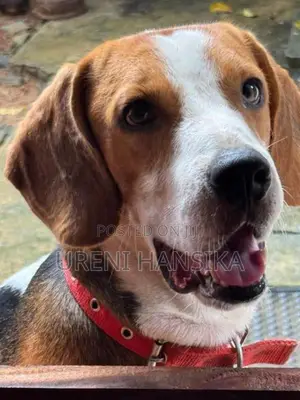 Beagle Male Dog