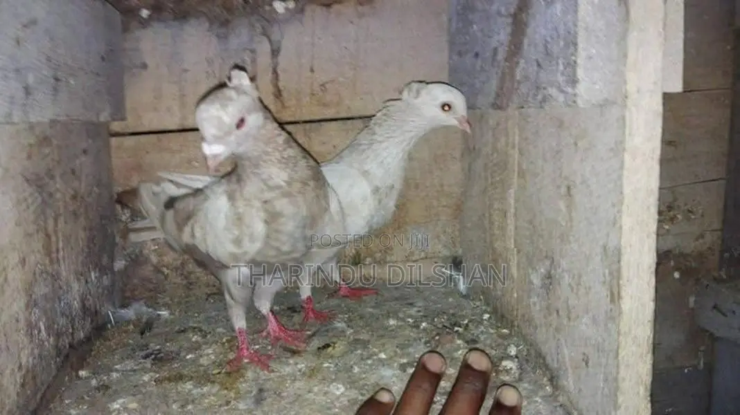 pigeons