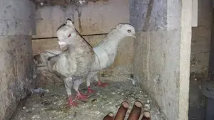 pigeons