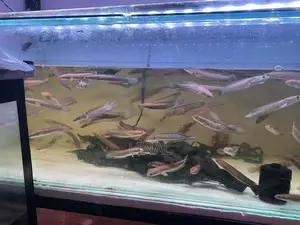 Yellow sentarum snakehead