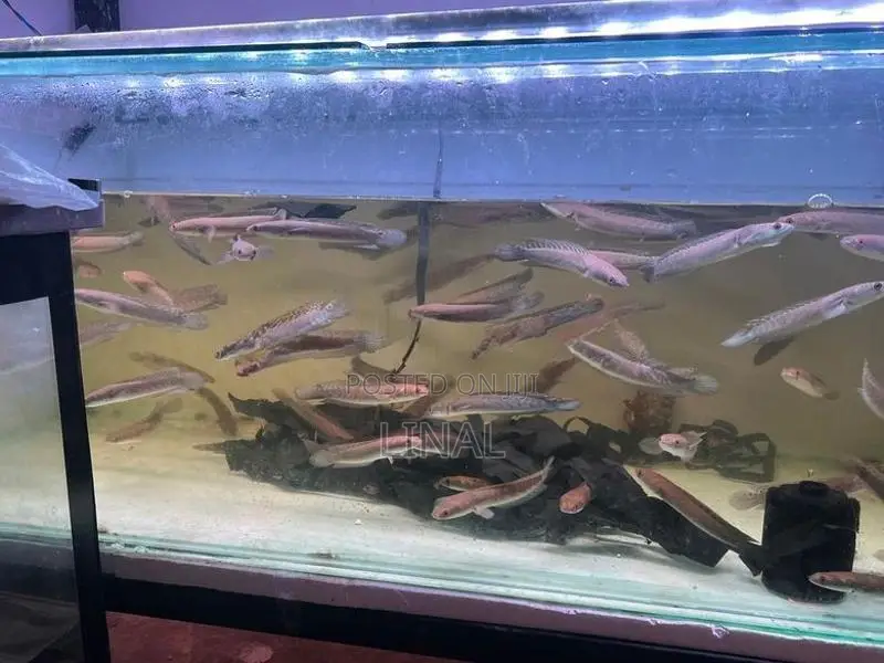 Yellow sentarum snakehead