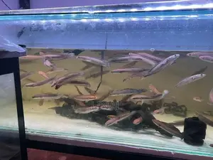 Yellow sentarum snakehead