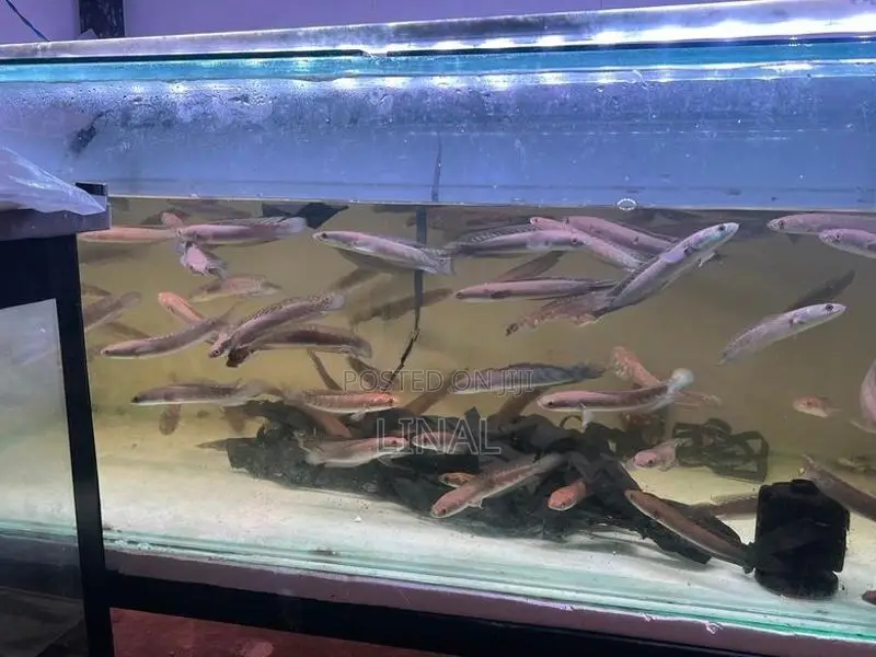 Yellow sentarum snakehead